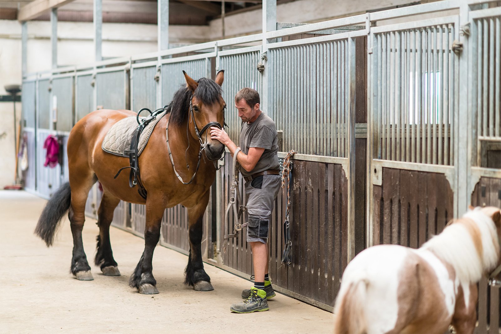 Ein Mann steht mit einem Pferd in der Stallgasse und legt das zaumzeug an