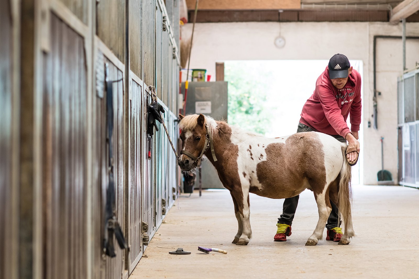 Ein Mann striegelt in der Stallgasse ein Pony.