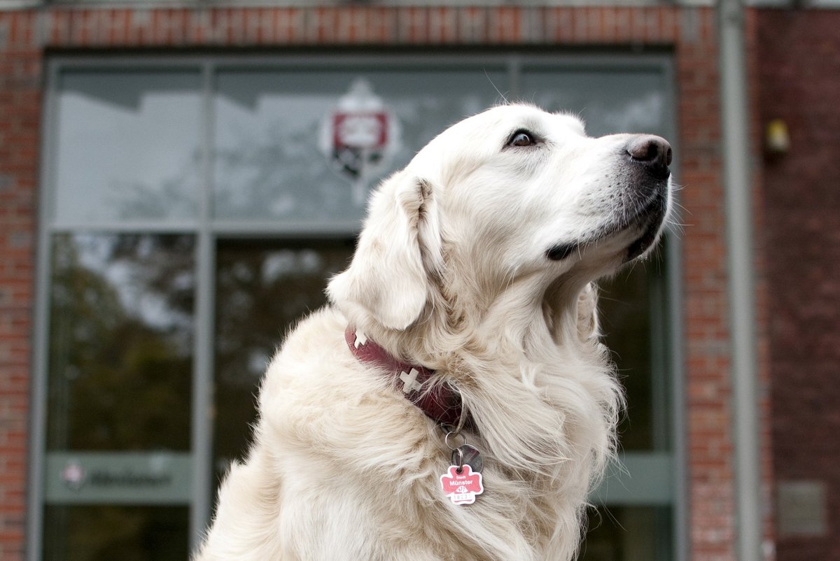 huTa Amadeus hundetagesstätte